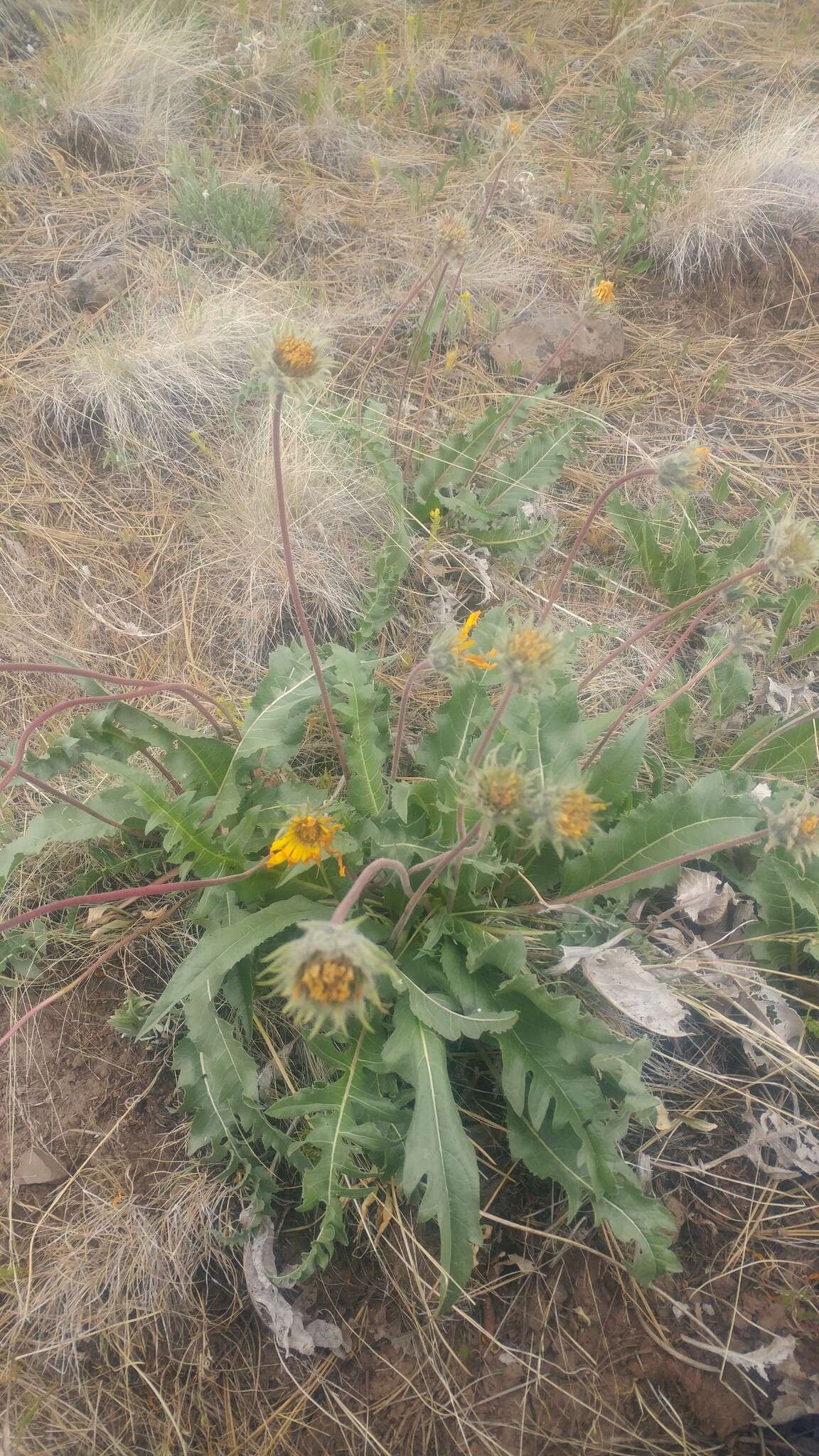 Image of serrate balsamroot