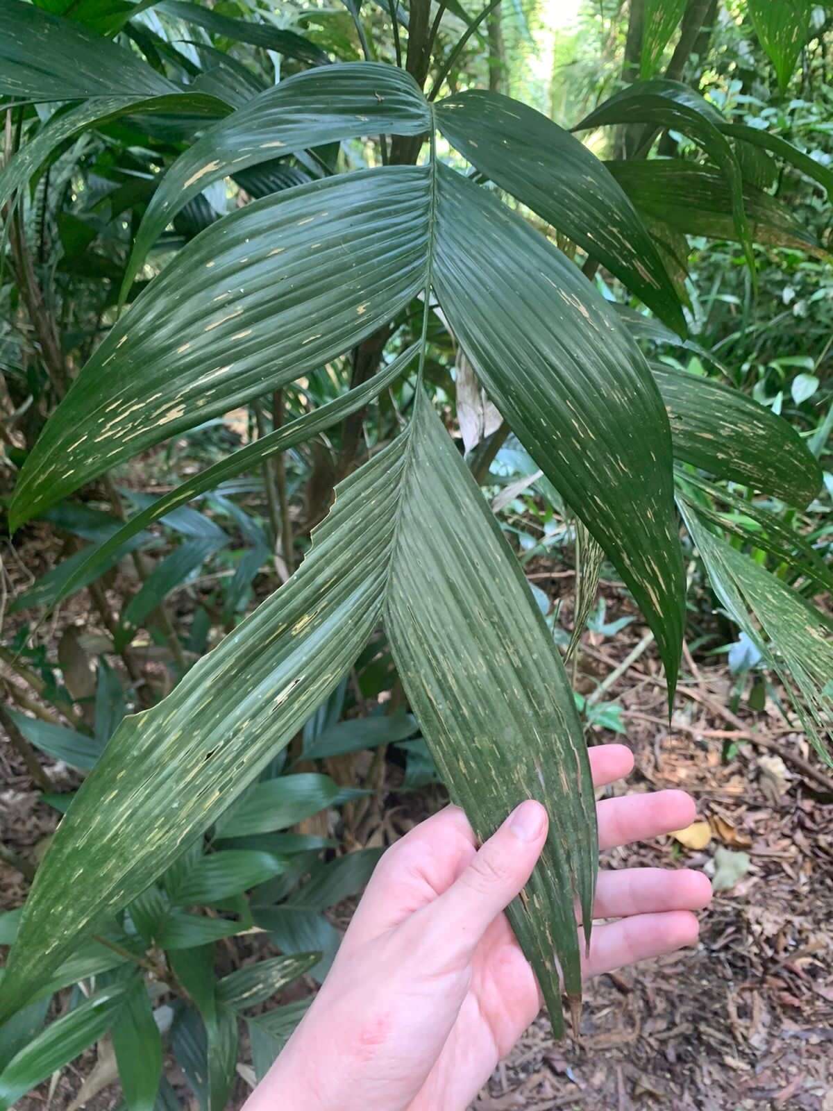 Imagem de Geonoma elegans Mart.