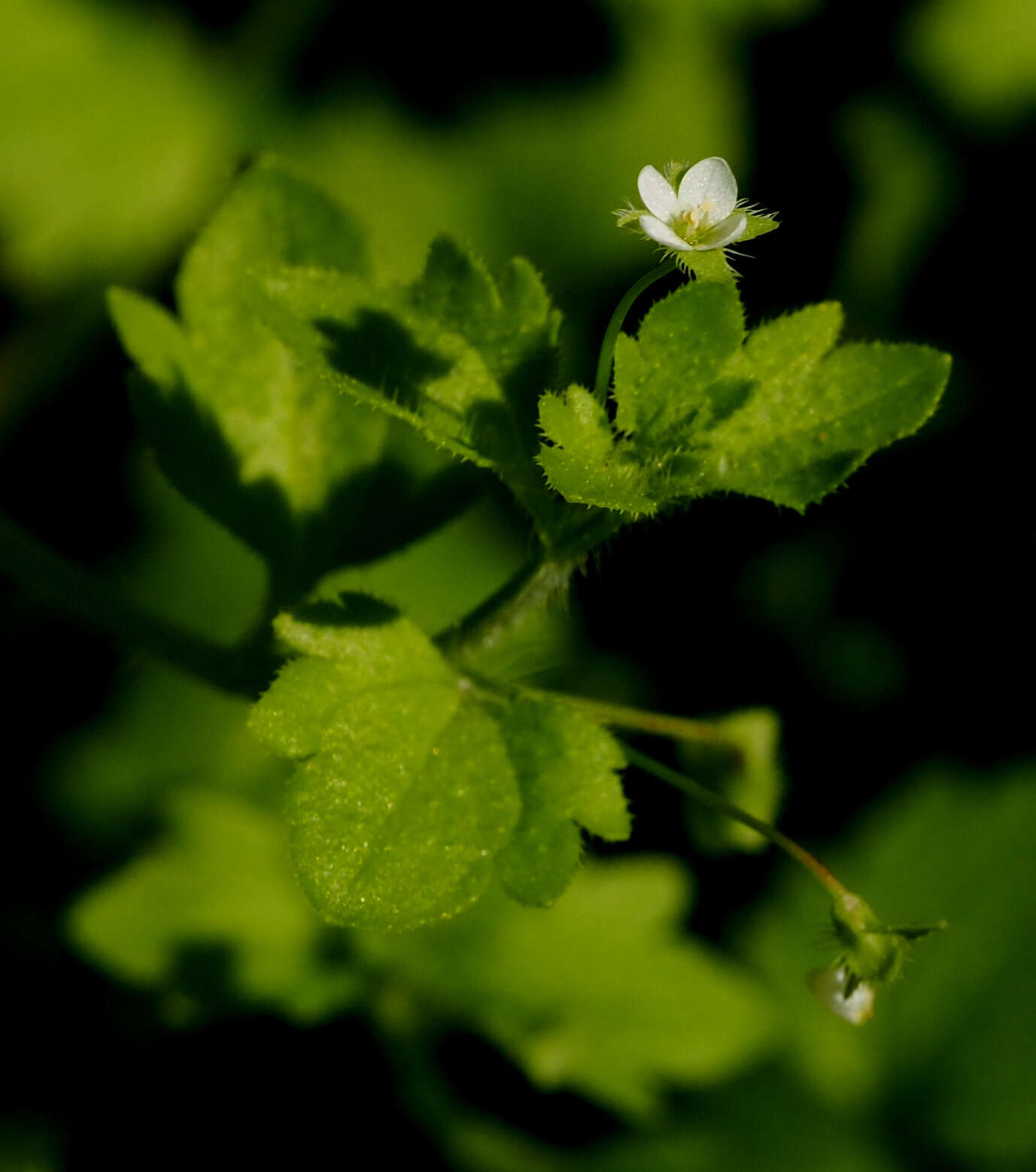 Image of Veronica panormitana Tineo ex Guss.