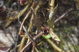 Image of Asarum europaeum subsp. caucasicum (Duchartre) Soo