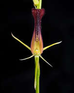 Image of Leafless tongue orchid