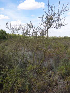 Image of Parkinsonia praecox (Ruiz & Pav.) Hawkins