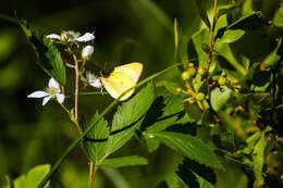 Colias interior Scudder 1862的圖片