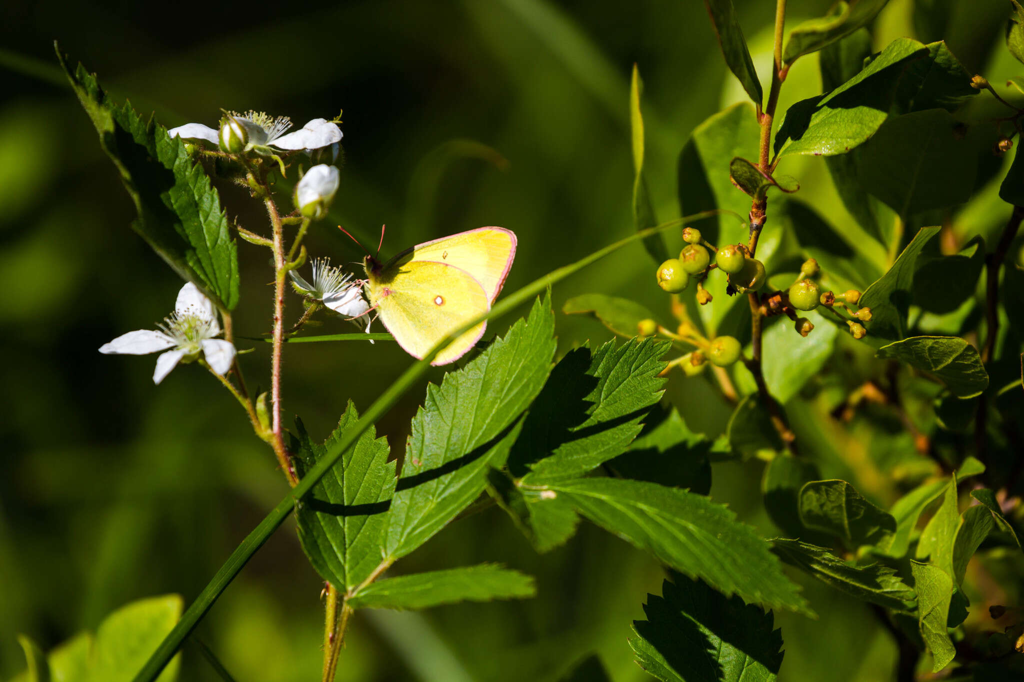 Image of Pink-edged sulphur