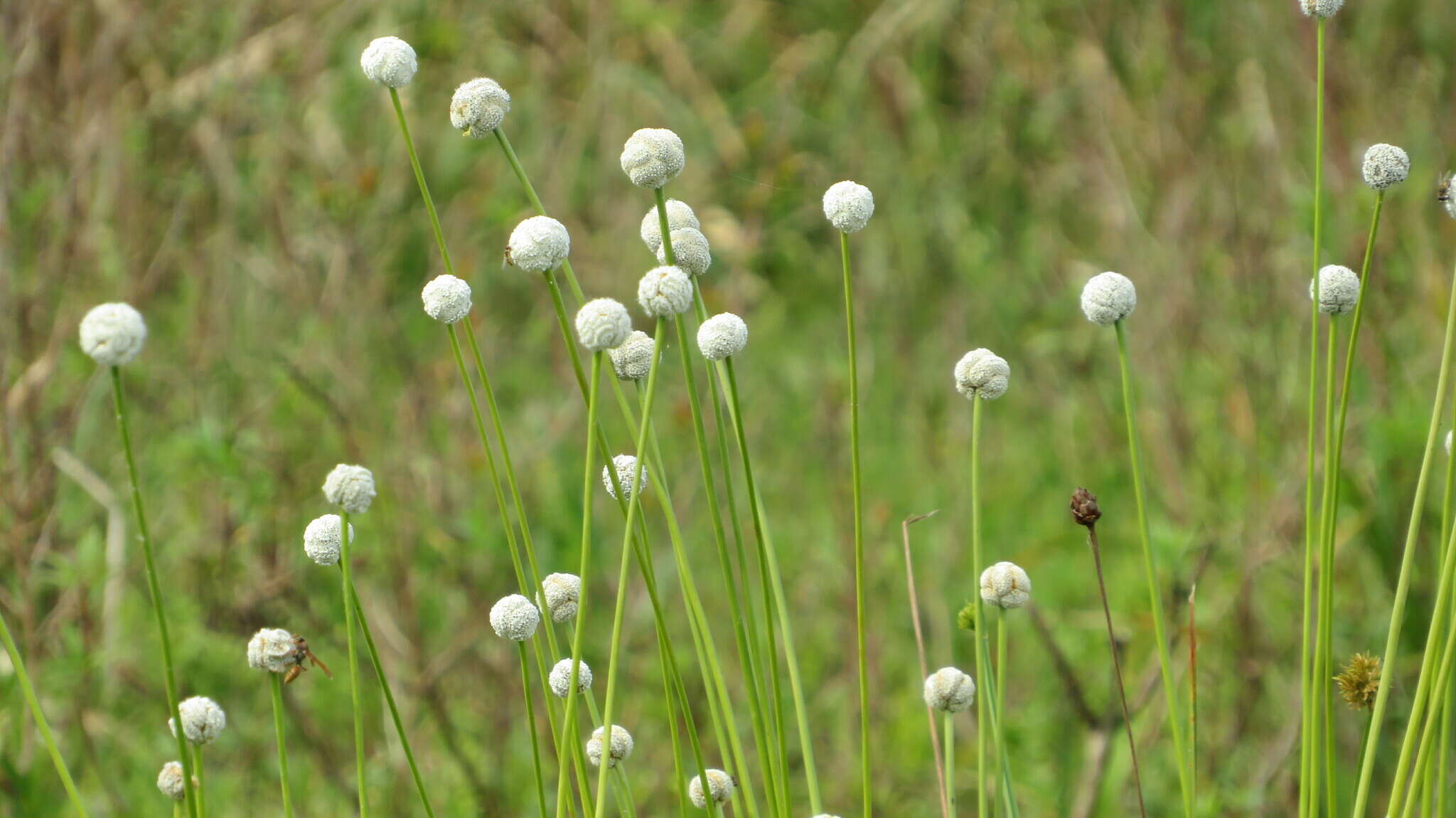 Image de Eriocaulon magnum Abbiatti