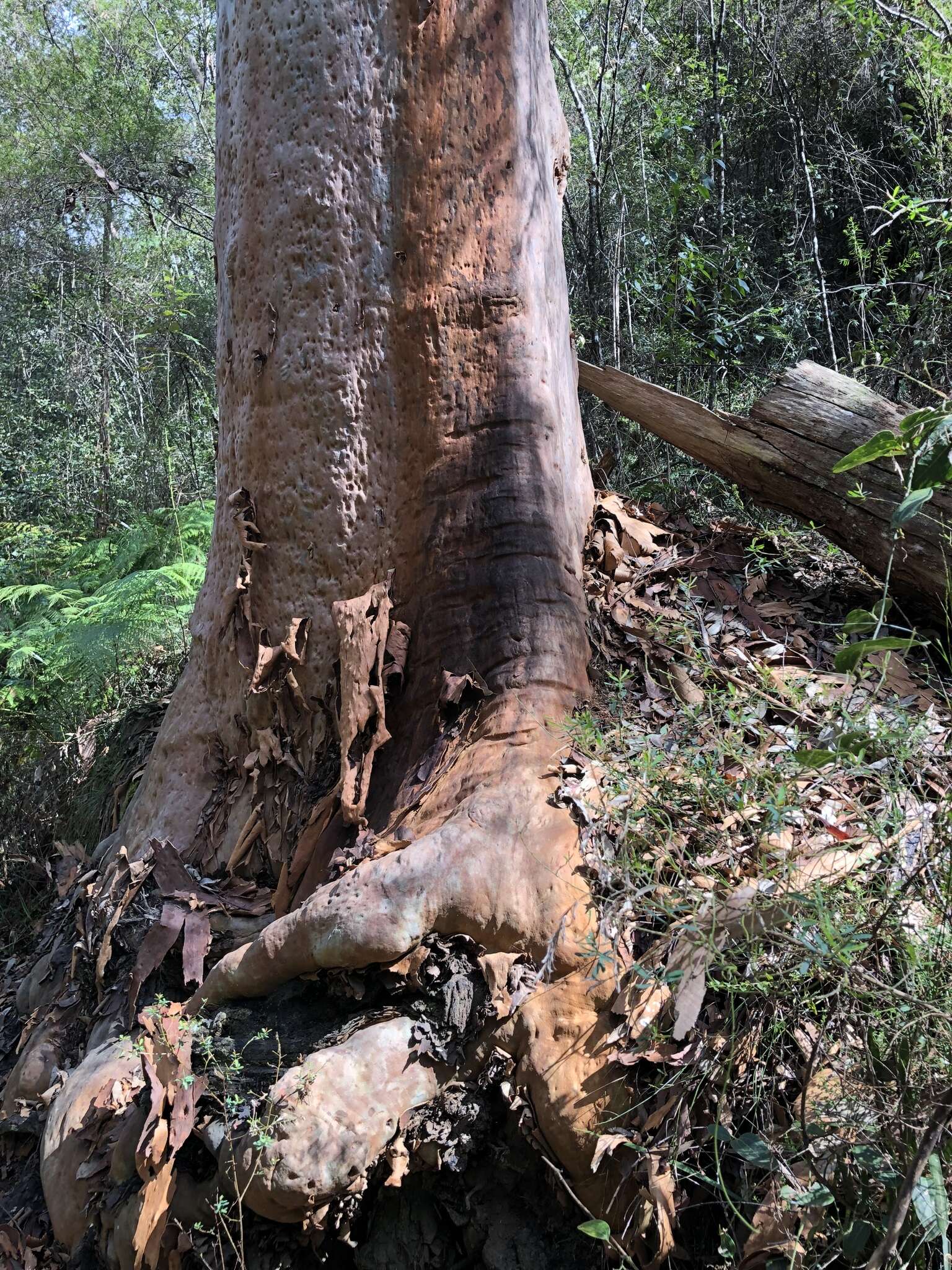 Image of Angophora costata subsp. costata