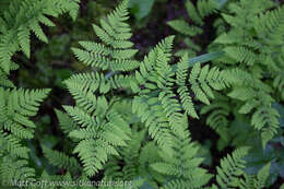 Image of Pacific oak-fern