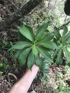 Image de Scaevola gaudichaudiana Cham.