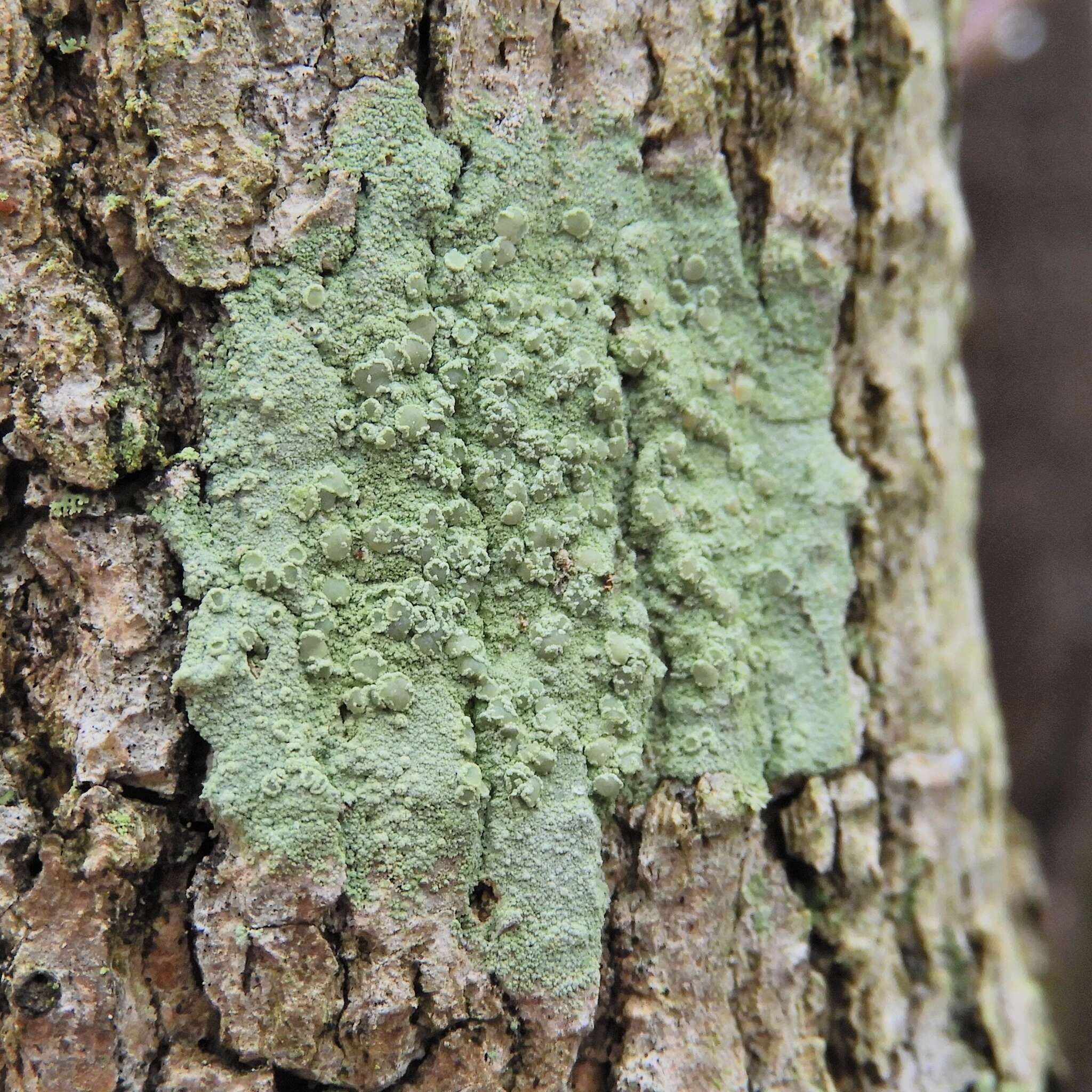 Слика од Lecanora strobilina (Spreng.) Kieff.