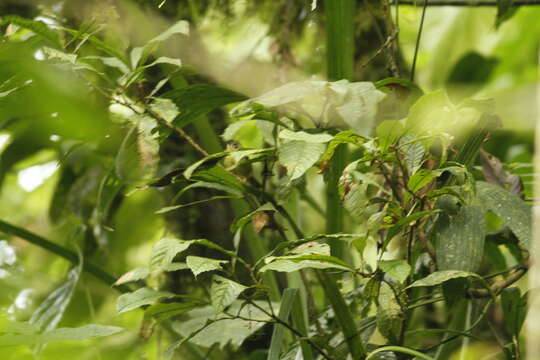 Basileuterus tristriatus (Tschudi 1844) resmi