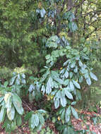 Image of Taiwanese photinia