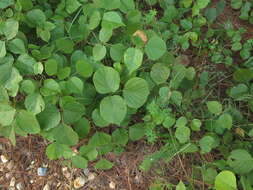 Plancia ëd Lackeya multiflora (Torr. & A. Gray) Fortunato et al.