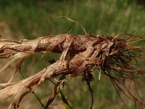 Image of Phleum bertolonii DC.