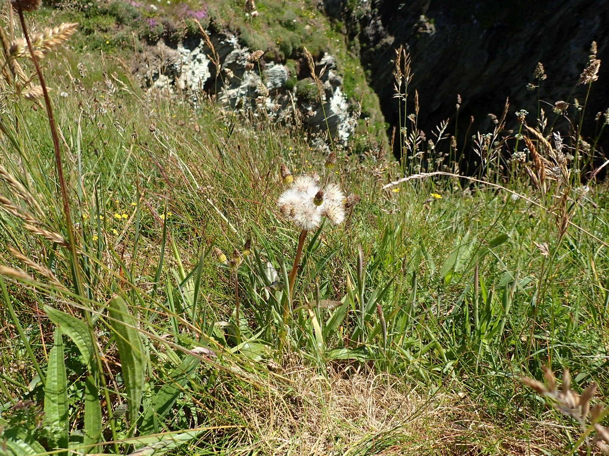 Image of Tephroseris integrifolia subsp. maritima (Syme) B. Nord.