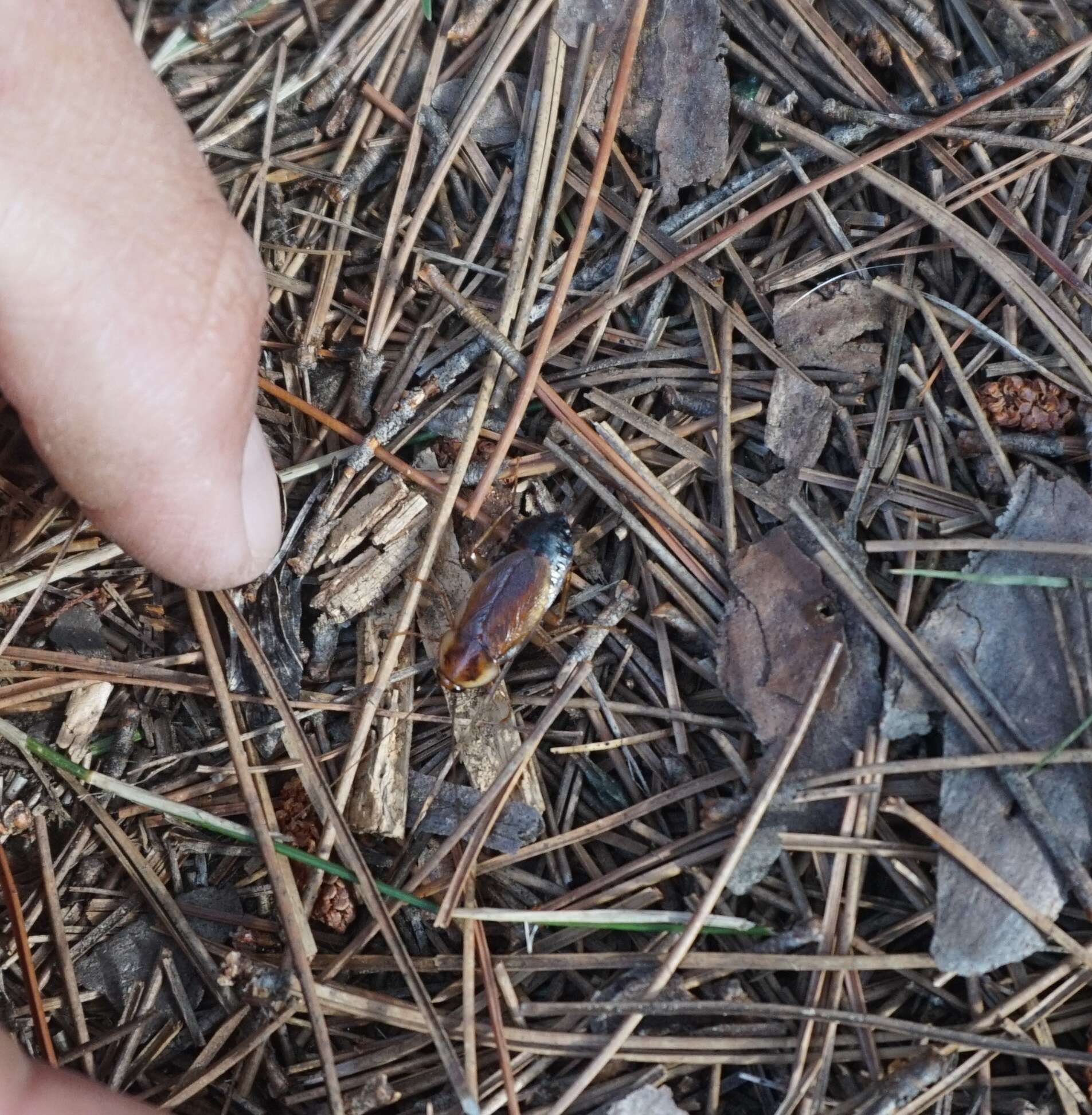 Image of Pennsylvania Wood Cockroach