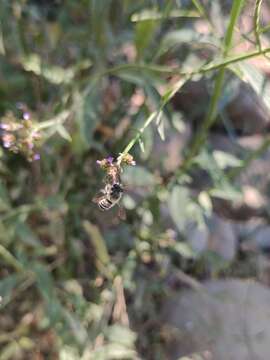 Imagem de Megachile pollinosa Spinola 1851