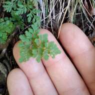 Gastoniella chaerophylla (Desv.) Li Bing Zhang & Liang Zhang的圖片