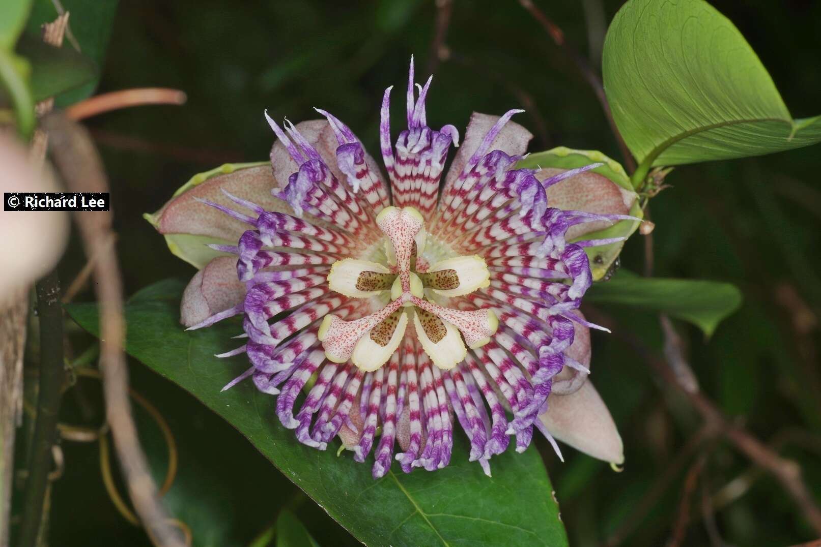 Image de Passiflora laurifolia L.