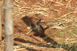 Image of Brown Prinia