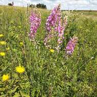 Image of Oxytropis knjazevii