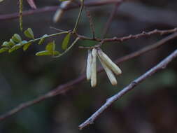 Plancia ëd Indigofera cassioides DC.