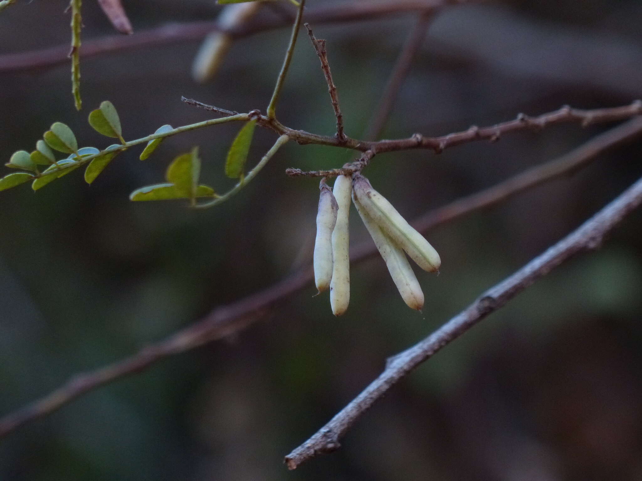 Image de Indigofera cassioides DC.