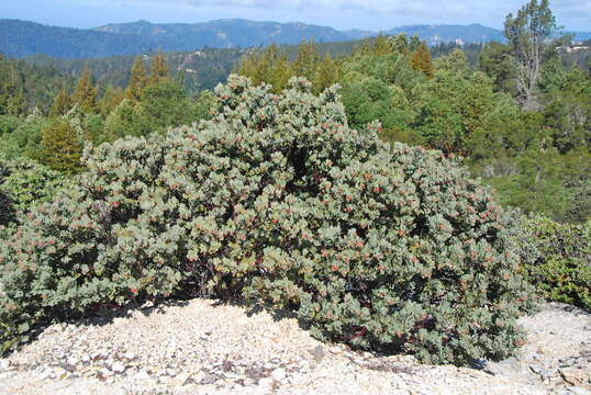 Image of Schreiber's manzanita