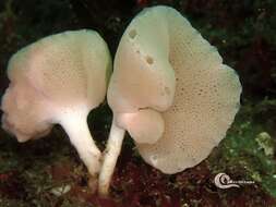 Image of guancha sponge