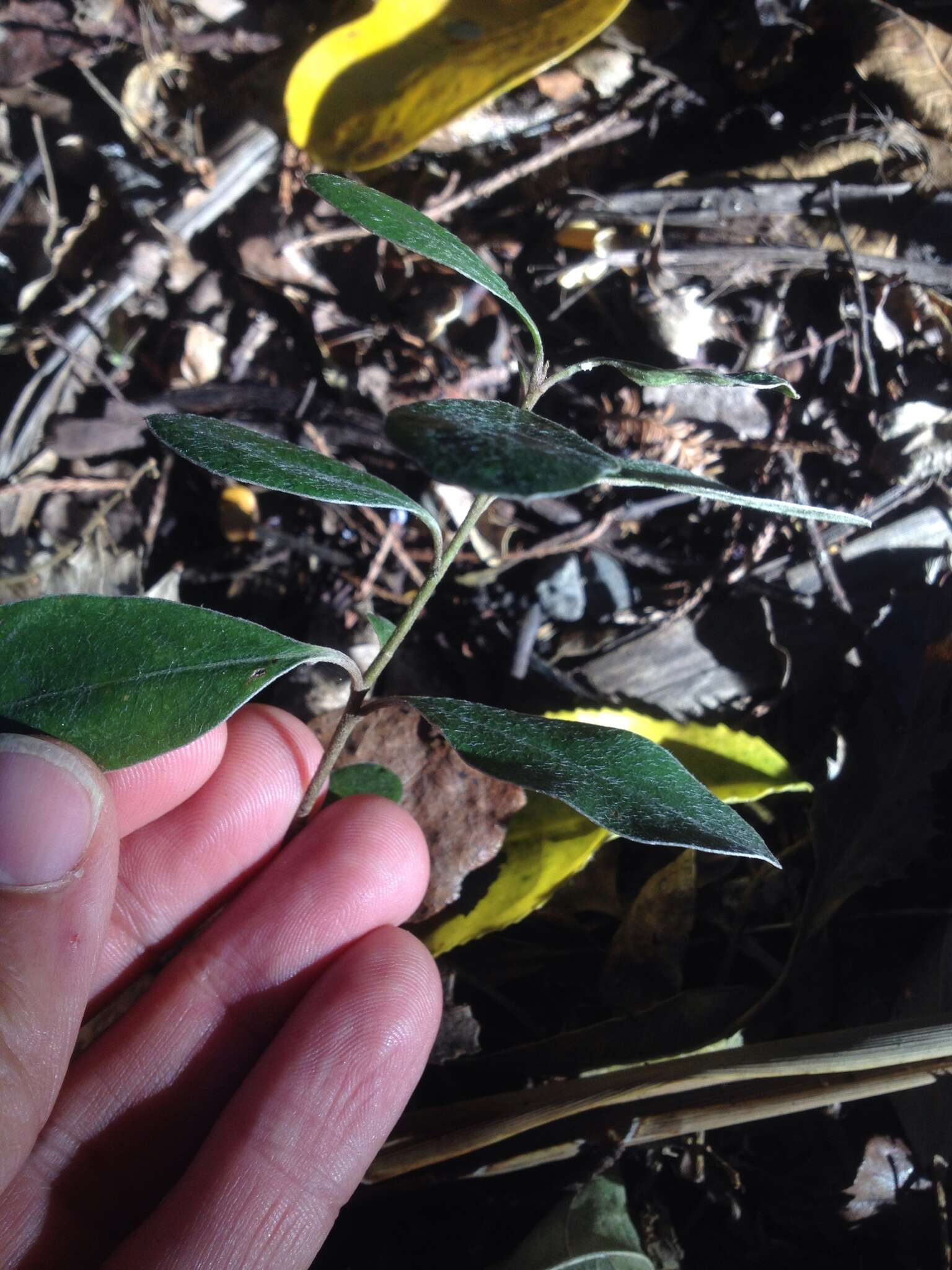 Image de Pittosporum crassifolium Banks & Sol. ex A. Cunningham