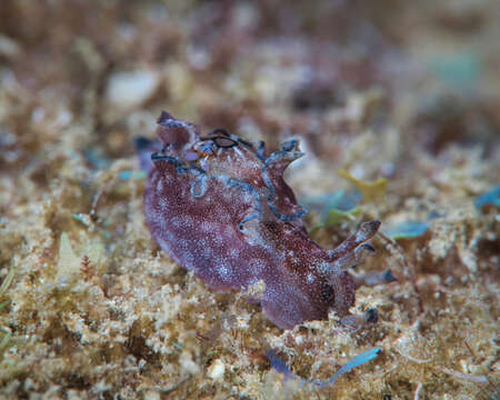 Image of Aplysia elongata (Pease 1860)