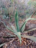 Image of Grijalva's agave