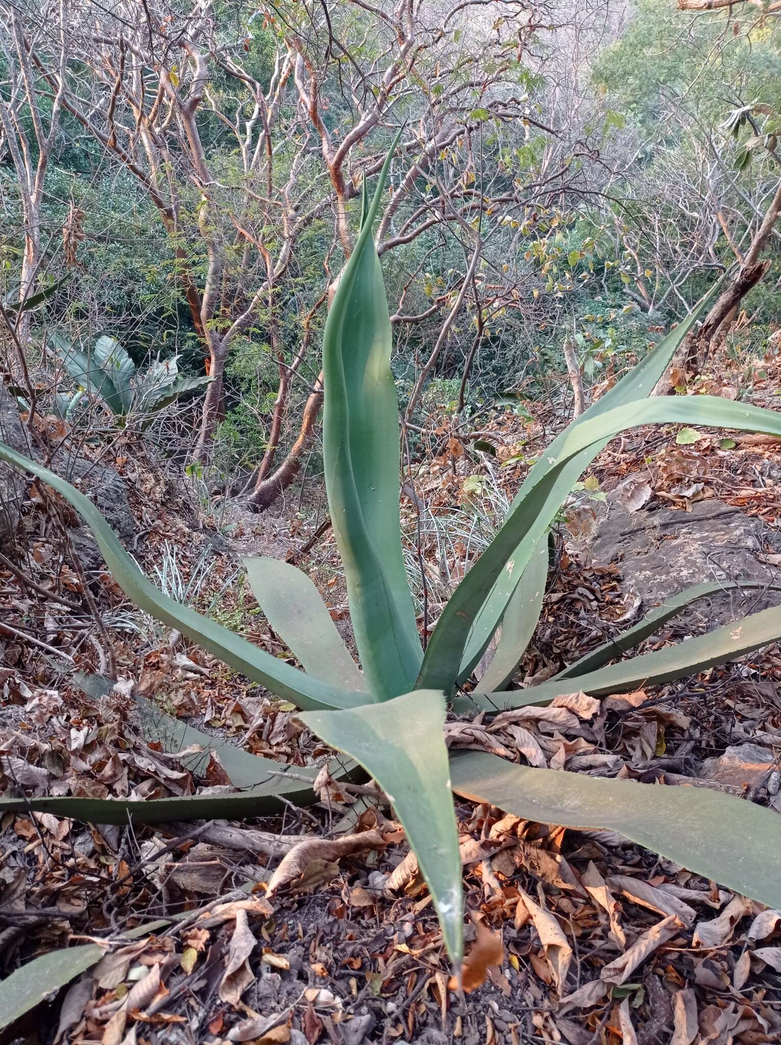 Image of Grijalva's agave