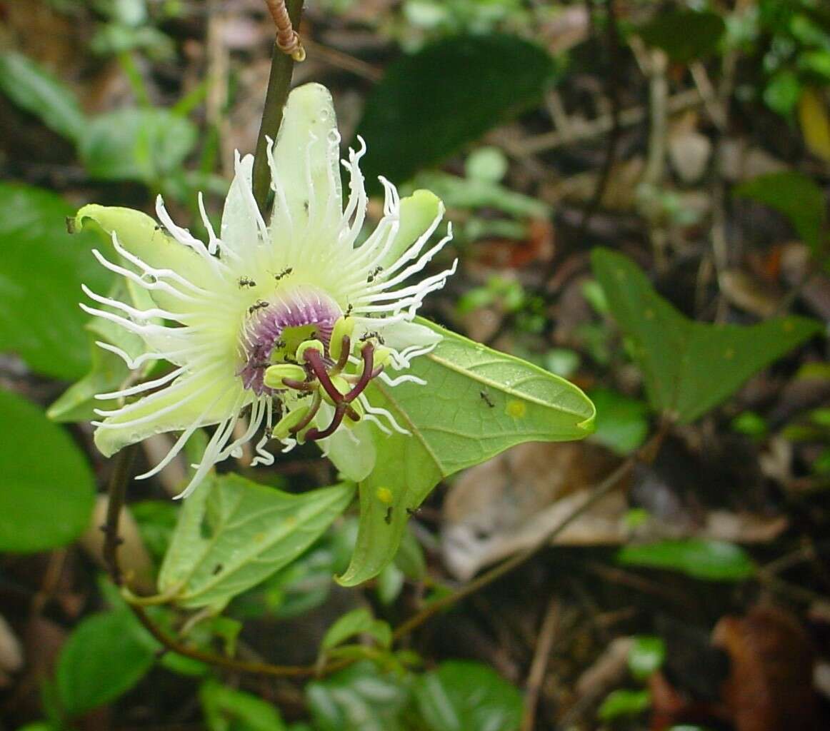 Passiflora vespertilio L.的圖片