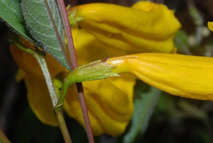 Image of Yellow bells