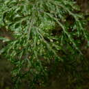Image of Hymenophyllum imbricatum Bl.