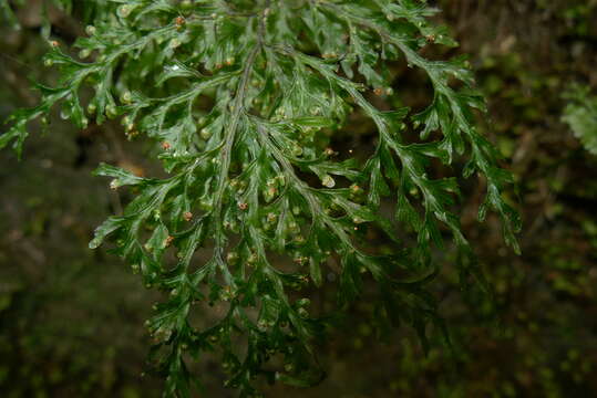 Image de Hymenophyllum imbricatum Bl.