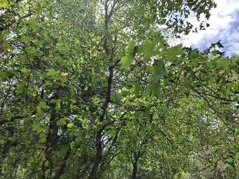 Acer glabrum var. neomexicanum (Greene) Kearney & Peebles resmi