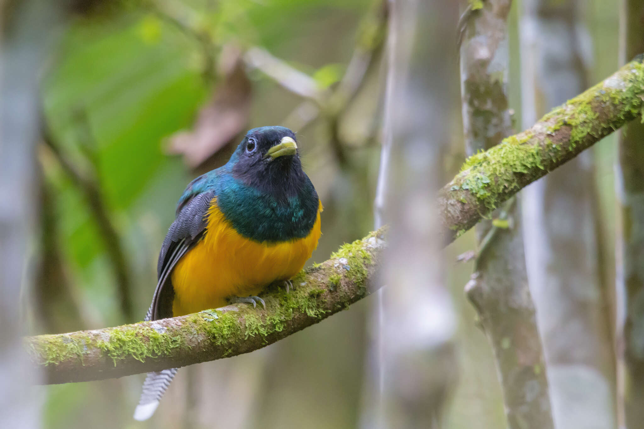 Image of Trogon rufus chrysochloros Pelzeln 1856