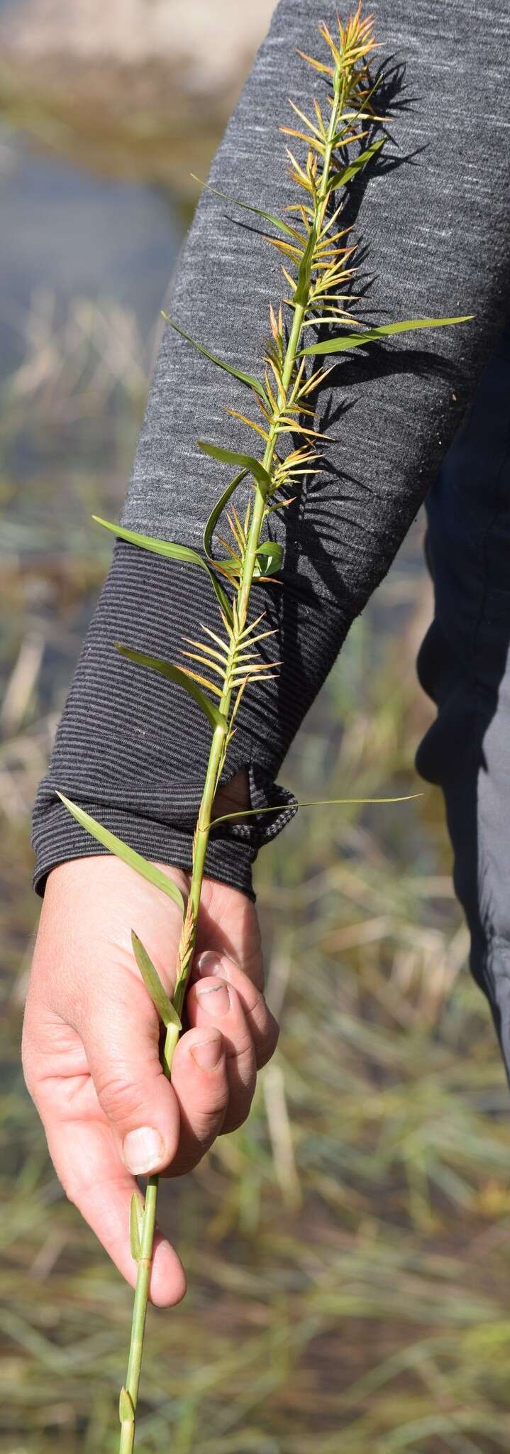 Plancia ëd Dulichium arundinaceum var. arundinaceum