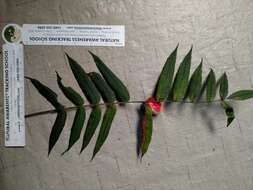 Image of Sumac Gall Aphid