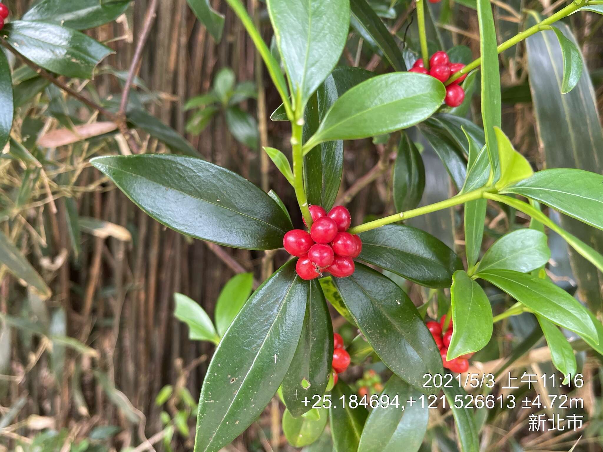 Image of Daphne kiusiana var. atrocaulis (Rehd.) F. Maekawa