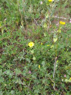 Image of Blackstonia perfoliata subsp. perfoliata