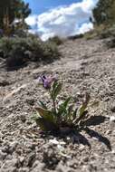 Image of White River Valley beardtongue