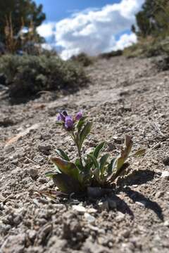 Image of White River Valley beardtongue