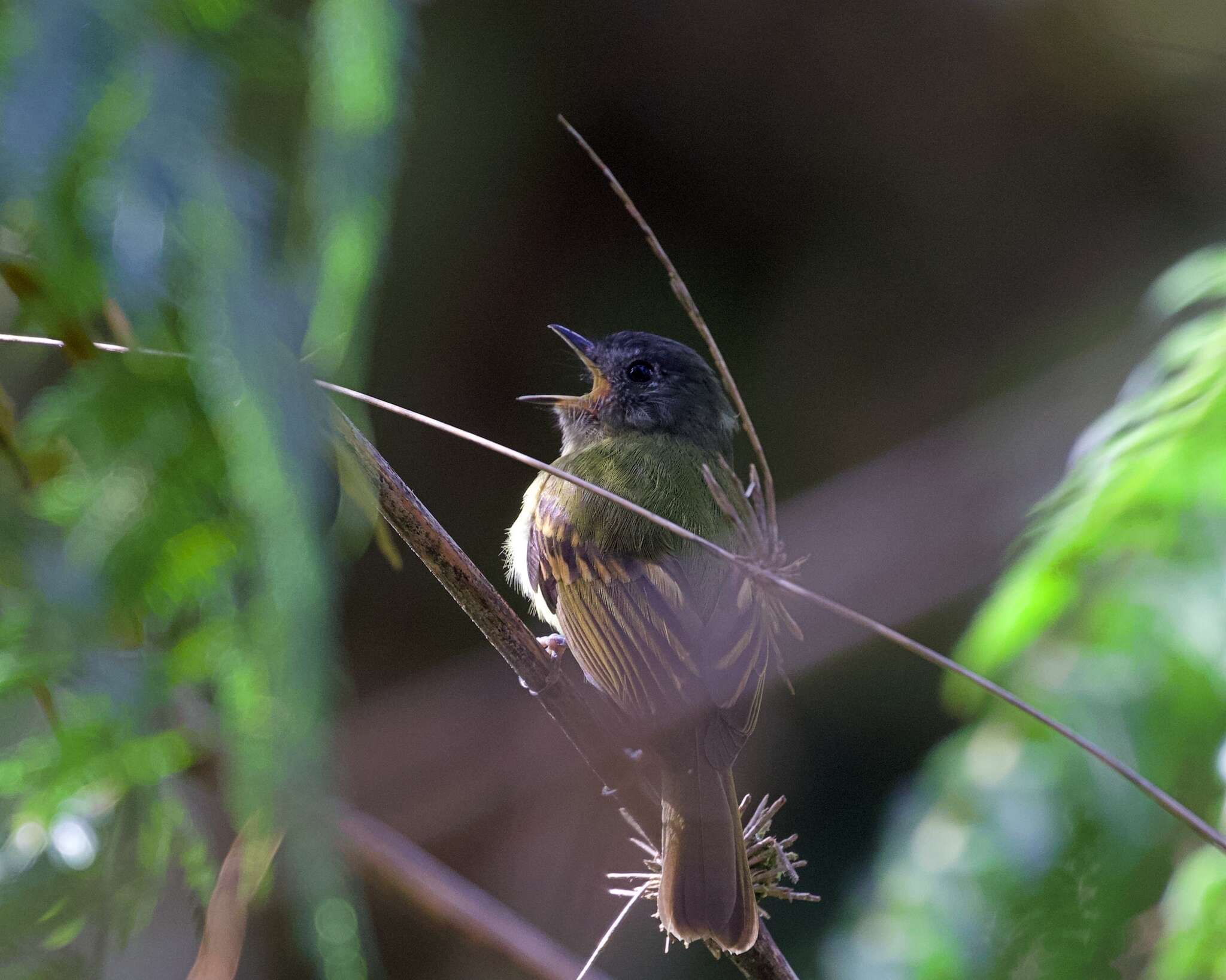 Image of Inca Flycatcher