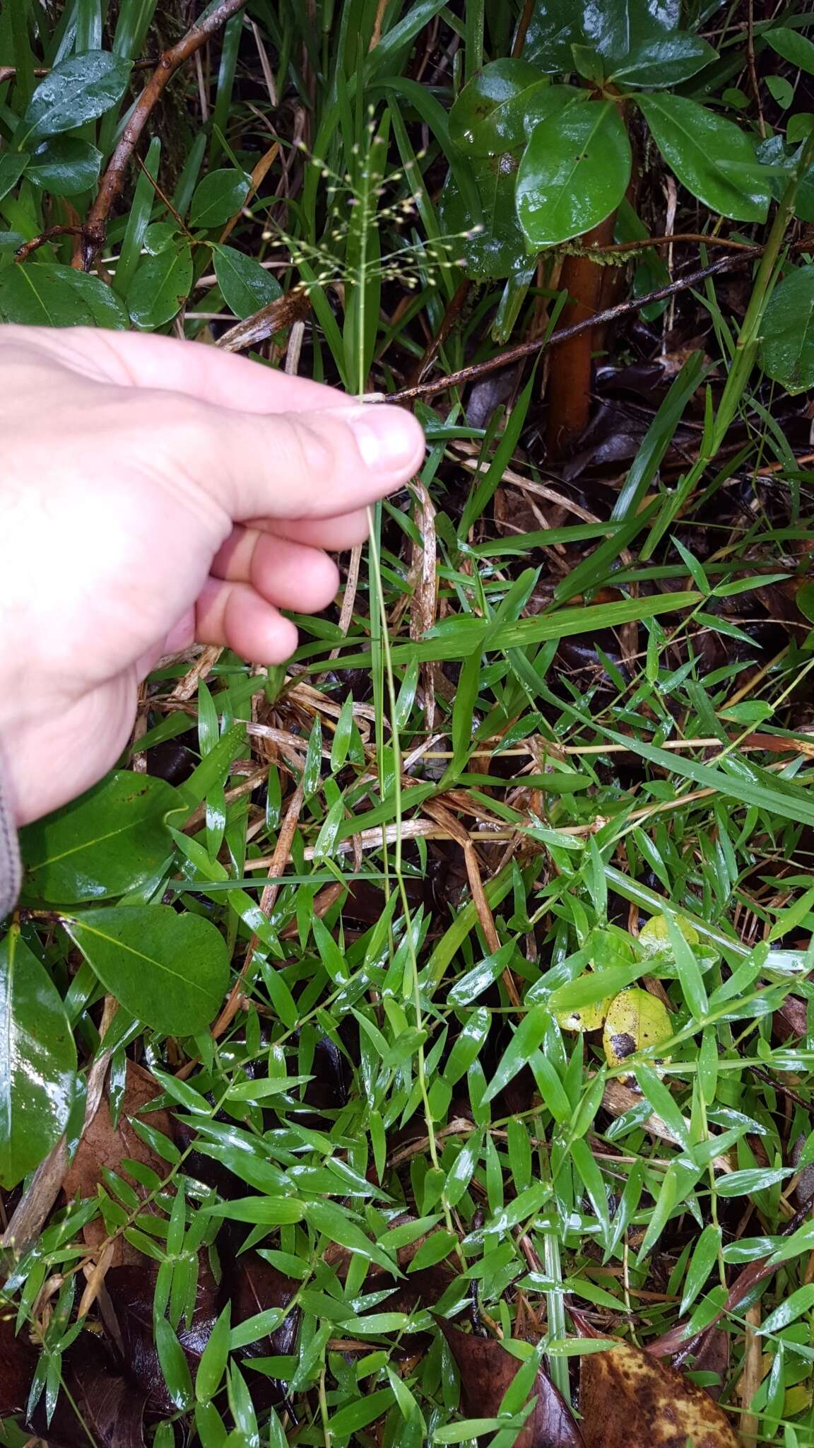 Plancia ëd Brachiaria umbellata (Trin.) Clayton