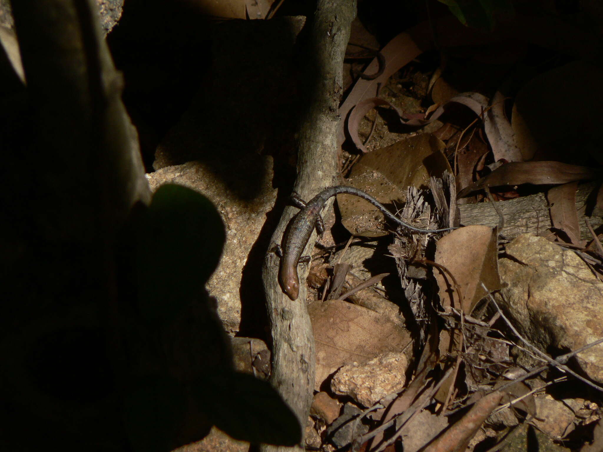 Image of Saxicoline Sunskink