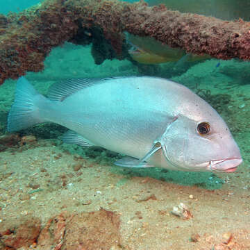 Image of Blue bastard