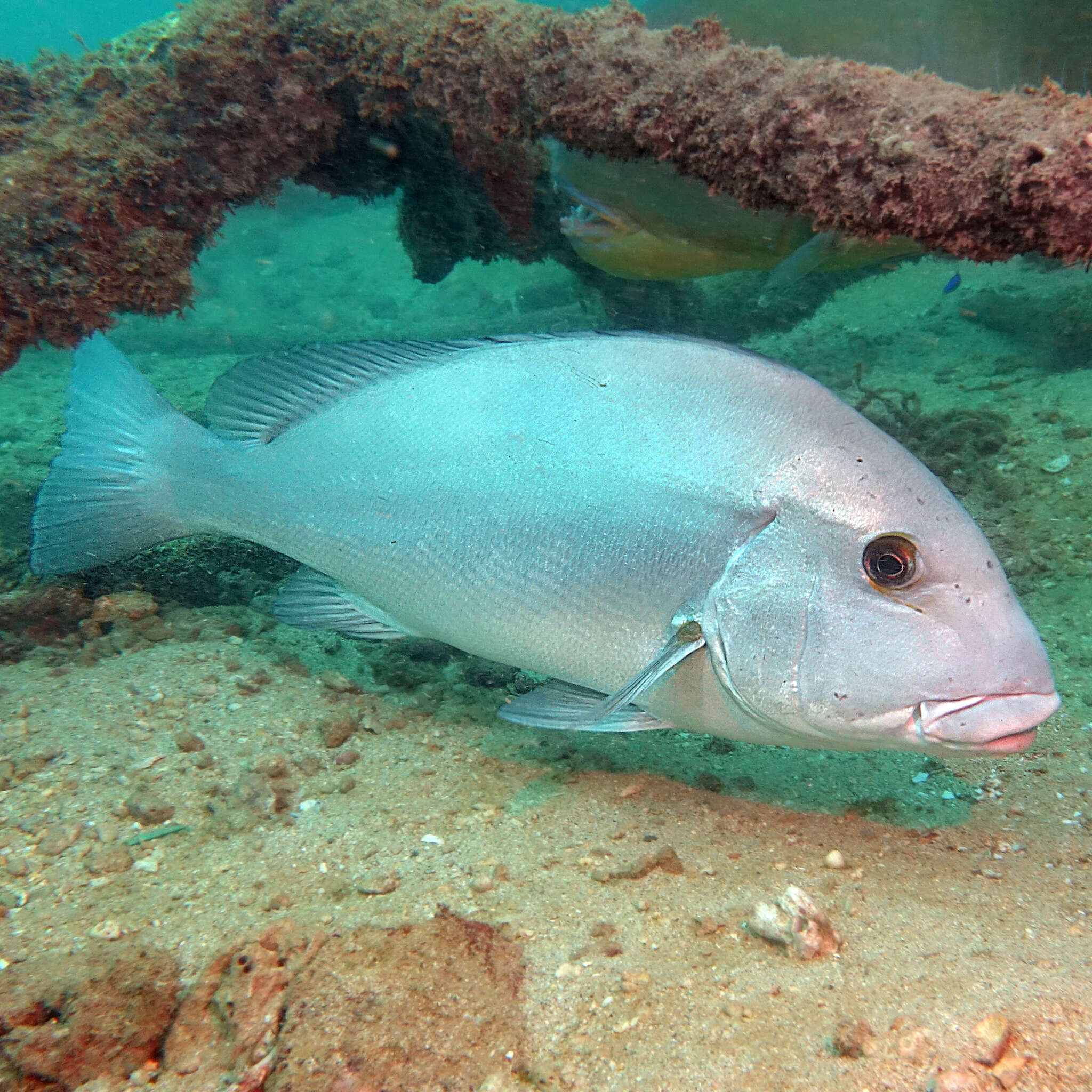 Sivun Plectorhinchus caeruleonothus Johnson & Wilmer 2015 kuva