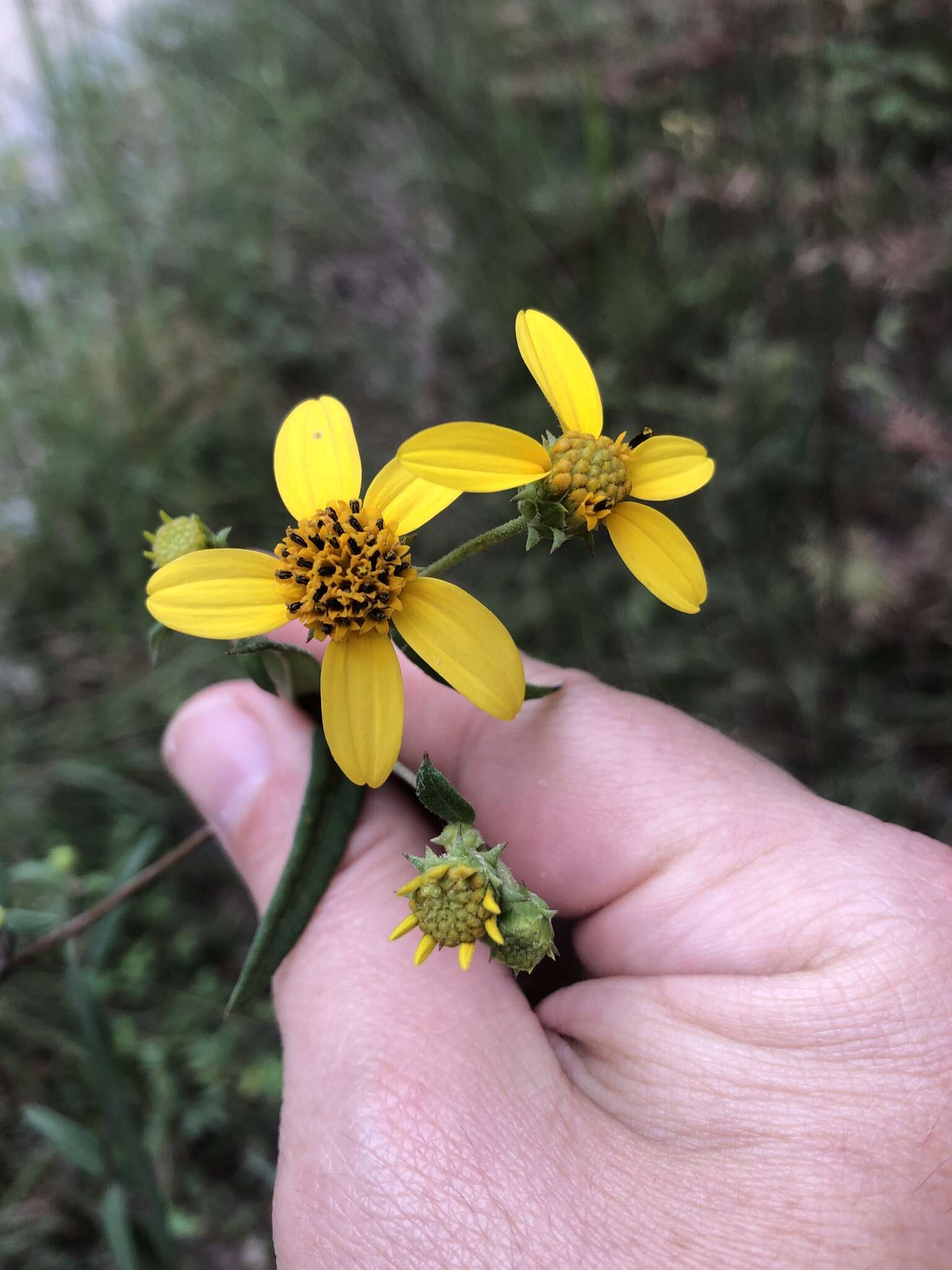 Sivun Helianthus smithii C. B. Heiser kuva